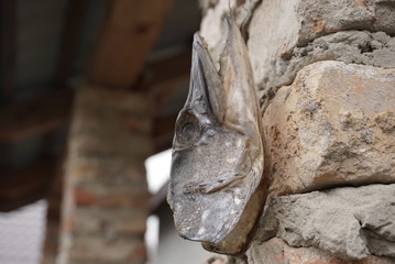 stuffed head of a big pike