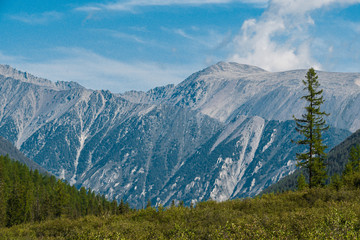 Fototapeta premium Pine forest on background of mountain peaks. Tourism in mountain valley