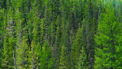 Fototapeta na wymiar Dense coniferous forest on the mountainside