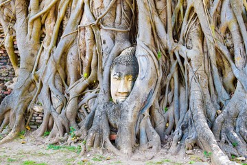 Buddha sculpture in the tree in the Ayutthaya Ancient City, Thailand