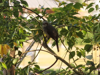 撮影者に気づいたヒヨドリ