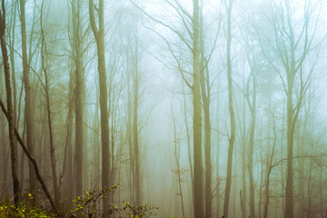 Obraz premium Early morning in the beech forest with fog, Cindrel mountains, Romania