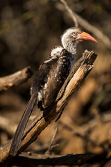Calao à bec rouge,.Tockus erythrorhynchus, Northern Red billed Hornbill