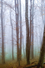 Early morning in the beech forest with fog, Cindrel mountains, Romania