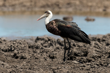 Cigogne épiscopale,.Ciconia episcopus, Woolly necked Stork, Afrique du Sud