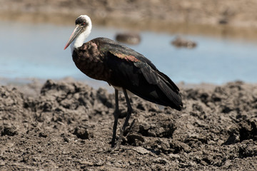 Cigogne épiscopale,.Ciconia episcopus, Woolly necked Stork, Afrique du Sud