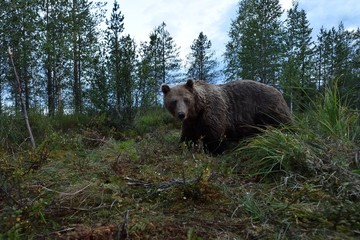 Brown bear in a bog, forest in background. Wide angle view of brown bear in forest scenery.
