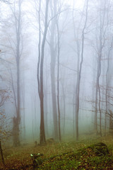 Fototapeta na wymiar Early morning in the beech forest with fog, Cindrel mountains, Romania
