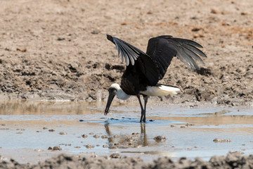 Cigogne épiscopale,.Ciconia episcopus, Woolly necked Stork, Afrique du Sud
