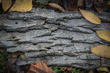 Tree bark with yellow leaves texture gray background for design