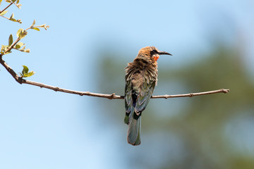 Guêpier à front blanc,.Merops bullockoides, White fronted Bee eater