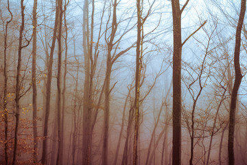 Early morning in the beech forest with fog, Cindrel mountains, Romania