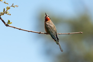 Guêpier à front blanc,.Merops bullockoides, White fronted Bee eater