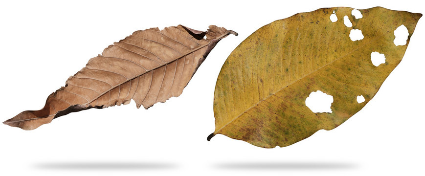 Dry leaf dead in winter isolated on white background. Clipping path