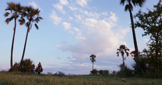 Low angle view of a Group of horse riders walking through the grasslands and palm trees of the Makgadikgadi Pans with blue skies in the background
