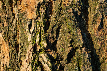Bark. The bark of an old oak. Background. Tree bark covered with moss