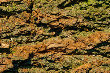 Bark. The bark of an old oak. Background. Tree bark covered with moss