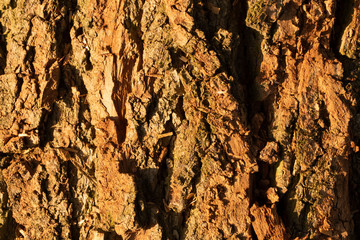 Bark. The bark of an old oak. Background. Tree bark covered with moss