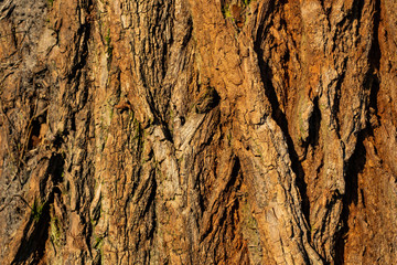 Bark. The bark of an old oak. Background. Tree bark covered with moss