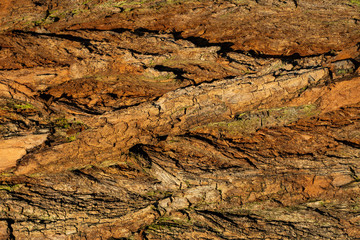 Bark. The bark of an old oak. Background. Tree bark covered with moss