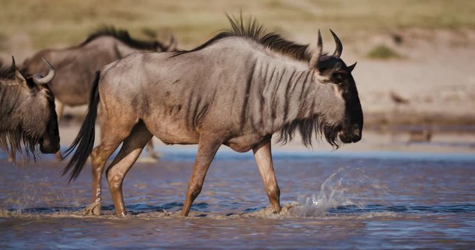 Migrating wildebeest drinking and walking in a waterhole on the Makgadikgadi Pans,Botswana 