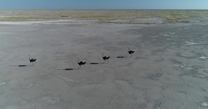 Aerial view of four Ostrich running across the Makgadikgadi Pans,Botswana