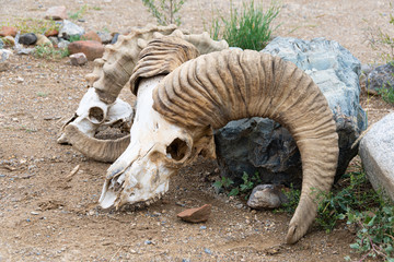 Sheep skulls with horns. Death in desert from drought