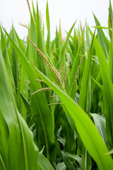 Details Detailaufnahme von Maispflanzen auf einem Maisfeld