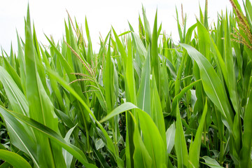 Details Detailaufnahme von Maispflanzen auf einem Maisfeld