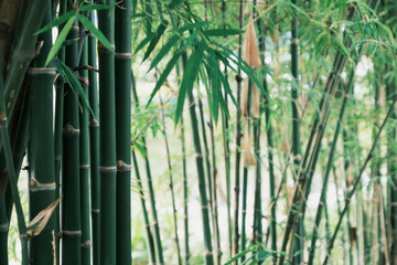 Bamboo forest nature park. Garden natural background.
