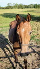 Obraz premium Pferde, Hengst, Stute auf einer Farm, Koppel beim grasen