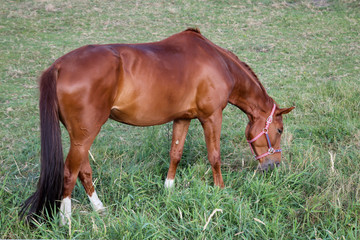 Obraz premium Pferde, Hengst, Stute auf einer Farm, Koppel beim grasen