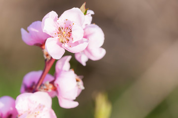 Fototapeta na wymiar detail of blossom peach tree