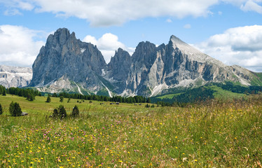 alpine field with flowers dolomites Italy