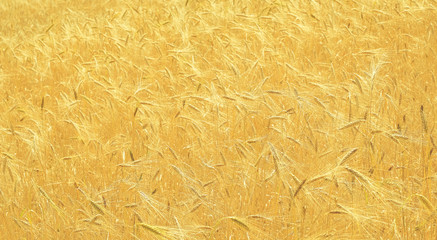field of golden wheat close up