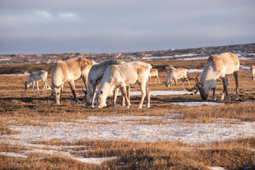 Fototapeta premium Herd of Caribou