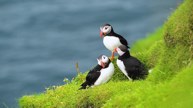 Famous faroese birds - puffins on the edge of grassy coast of Faroe island Mykines in Atlantic ocean. Faroe islands, Denmark. UHD 4k video