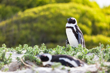 Obraz premium Standing African penguin with lying penguin in foreground on a beach at Boulders Beach, South Africa 