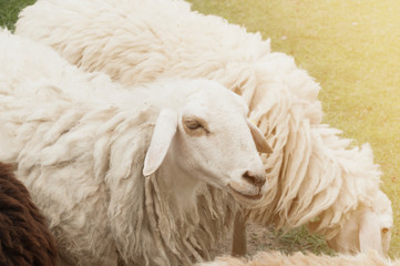 Naklejka premium Sheeps in a meadow