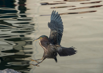 Green Heron (Butorides virescens) in Landing Mode