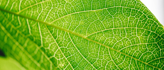 Leaf Vein Detail