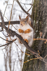 The squirrel sits on a branches in the winter or autumn