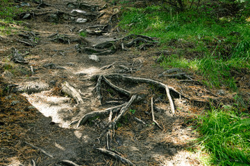 Tree roots on dirt trail. Hiking in coniferous forest in summer. Tourism and travel