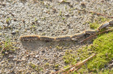 Processionary caterpillar (chenilles processionnaires)