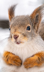 Portrait of a squirrel on a tree trunk