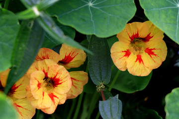 Nasturtium flowers. Tropaeolum majus garden nasturtium, Indian cress, or monks cress is a species of flowering plant in the family Tropaeolaceae. Flower and foliage.