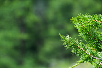 Green branches in coniferous forest on summer day