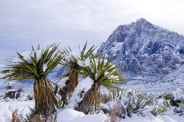 A desert scene of snow covered yucca