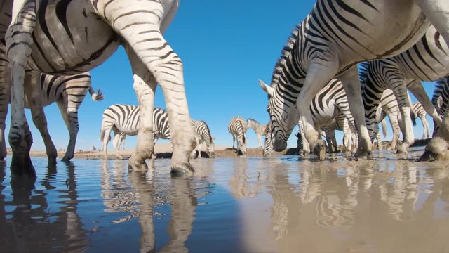 Spectacular low angle underneath view of Zebras drinking at a waterhole on the Makgadikgadi salt Pans,Botswana