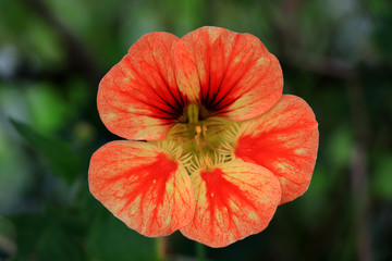 Obraz premium Nasturtium flowers. Tropaeolum majus garden nasturtium, Indian cress, or monks cress is a species of flowering plant in the family Tropaeolaceae. Flower and foliage.